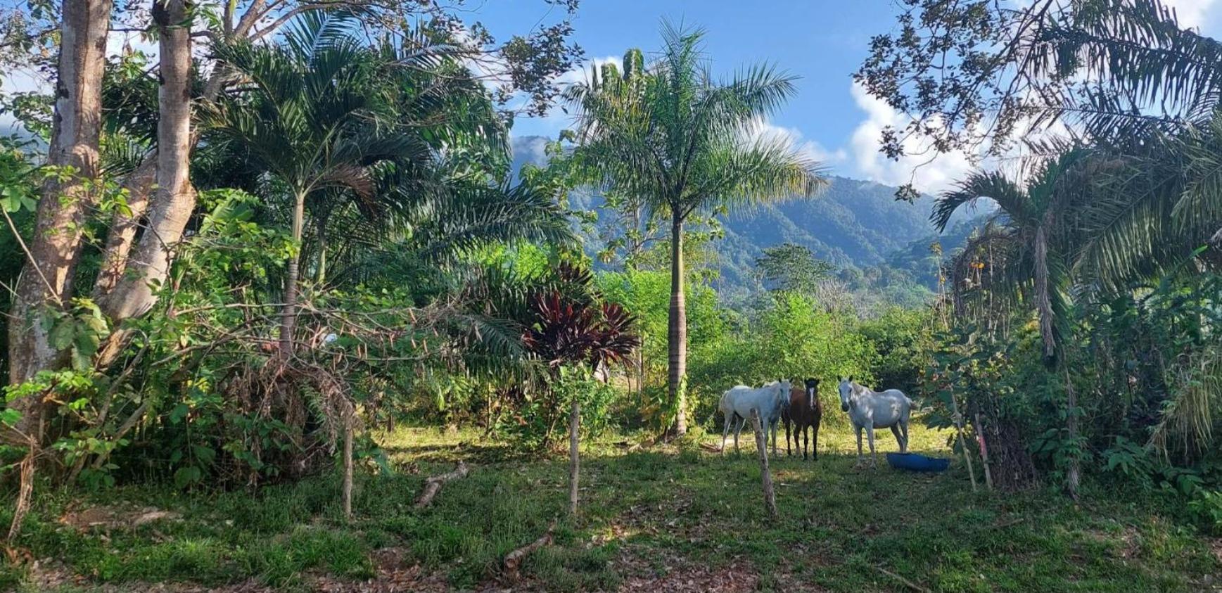 Las Brisas Del Sur 오호찰 외부 사진